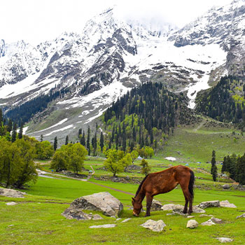 Kashmir